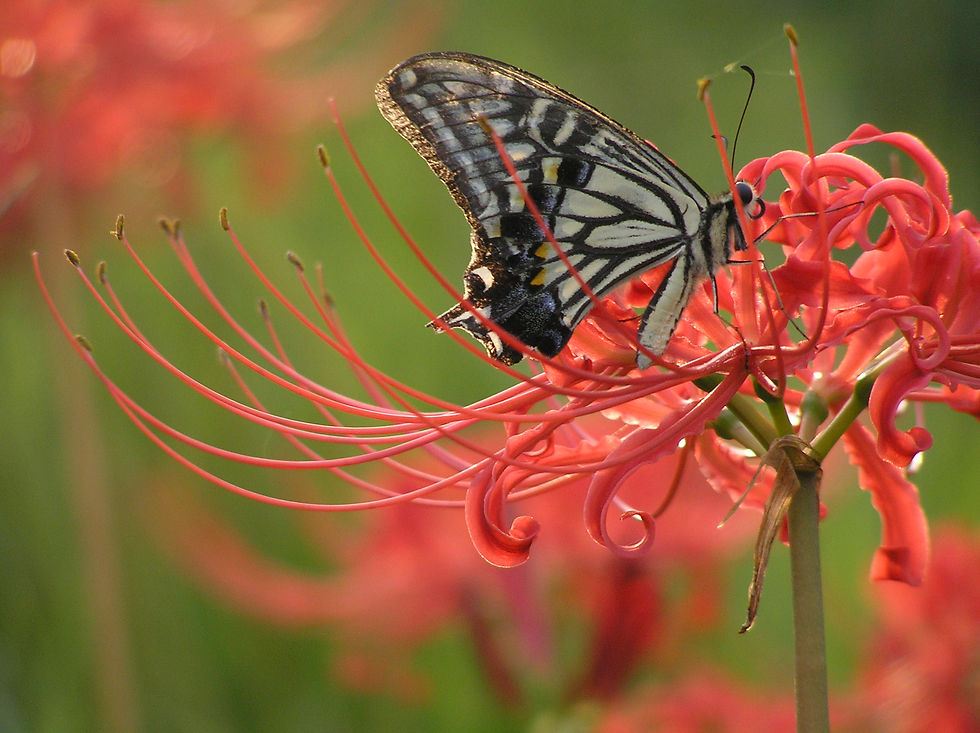 꽃무릇 (석산) Lycoris radiata (L&amp;#39;Her.) Herb. 1819