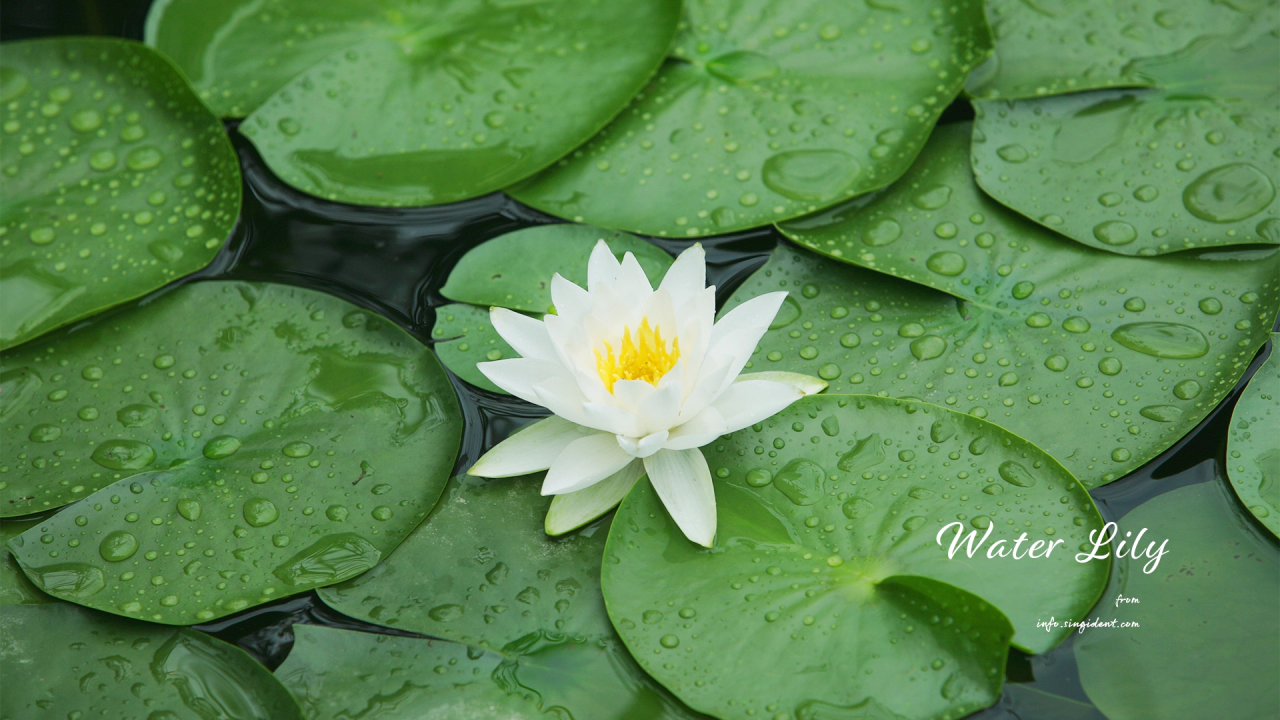 05 흰색 수련 C - Water Lily 수련꽃사진