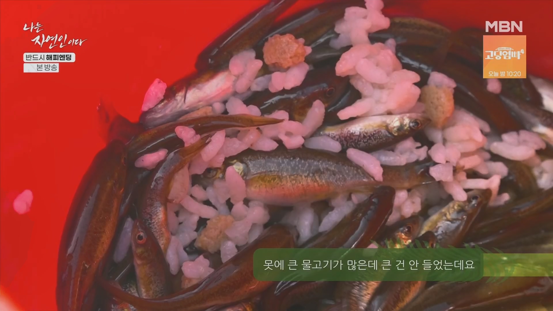나는 자연인이다.E600.240403p.H264-F1RST.mp4_20240404_191339.977.jpg