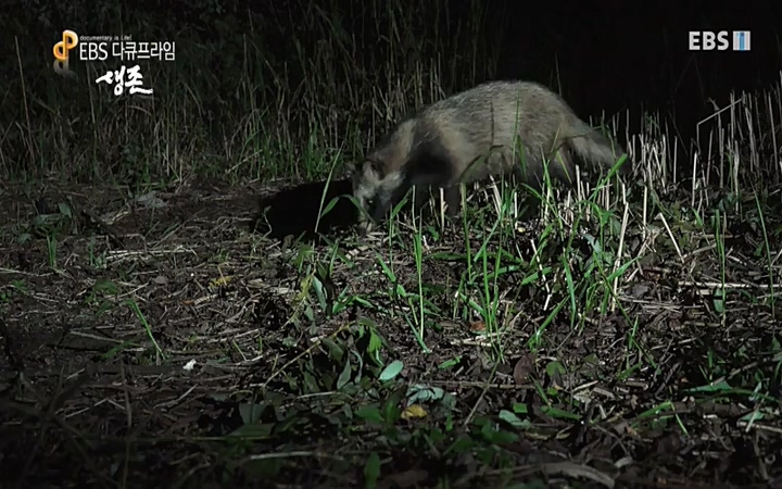 EBS 다큐프라임_ 220628.avi_20220629_210214.104.jpg