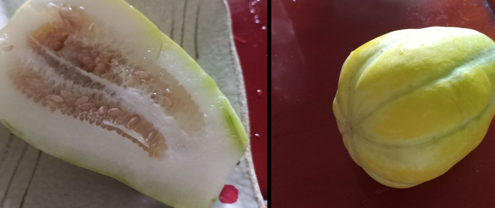 조롱박 참외 단면(좌) 참외(우)사진