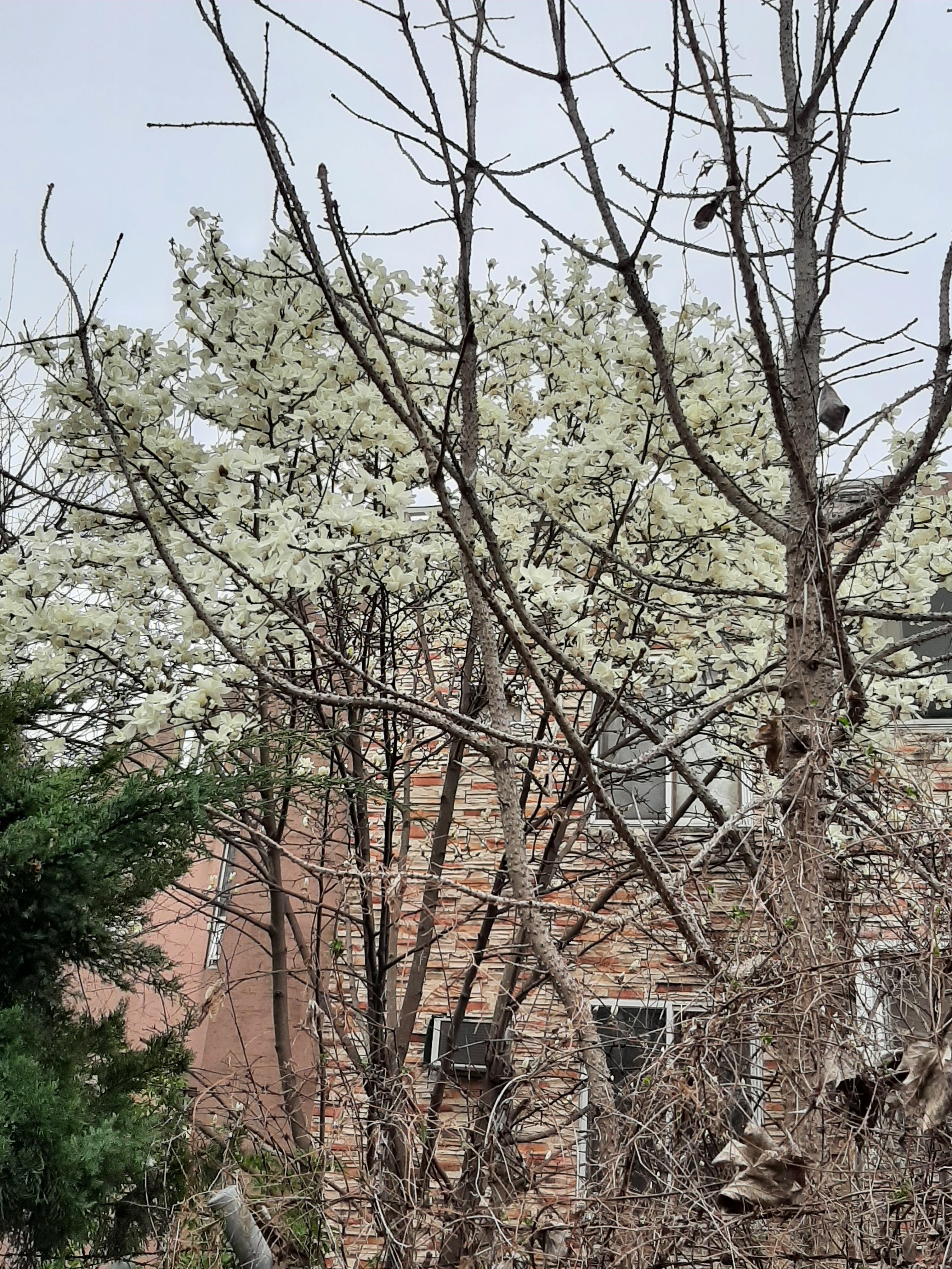 봄꽃 목련과 벚꽃이 한창입니다 / 꽃길만 걸으면 (03/23/22) 43