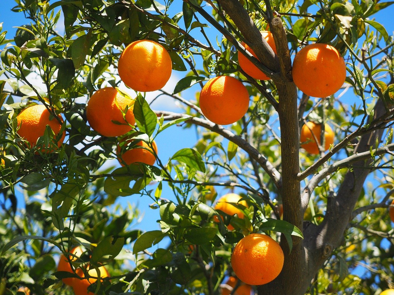 오렌지 나무 그림