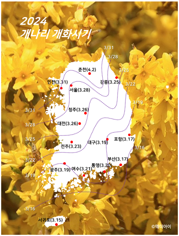 2024개나리 개화시기(출처 : 웨더아이)