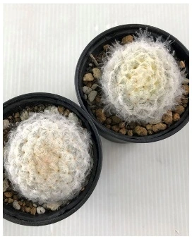 백성