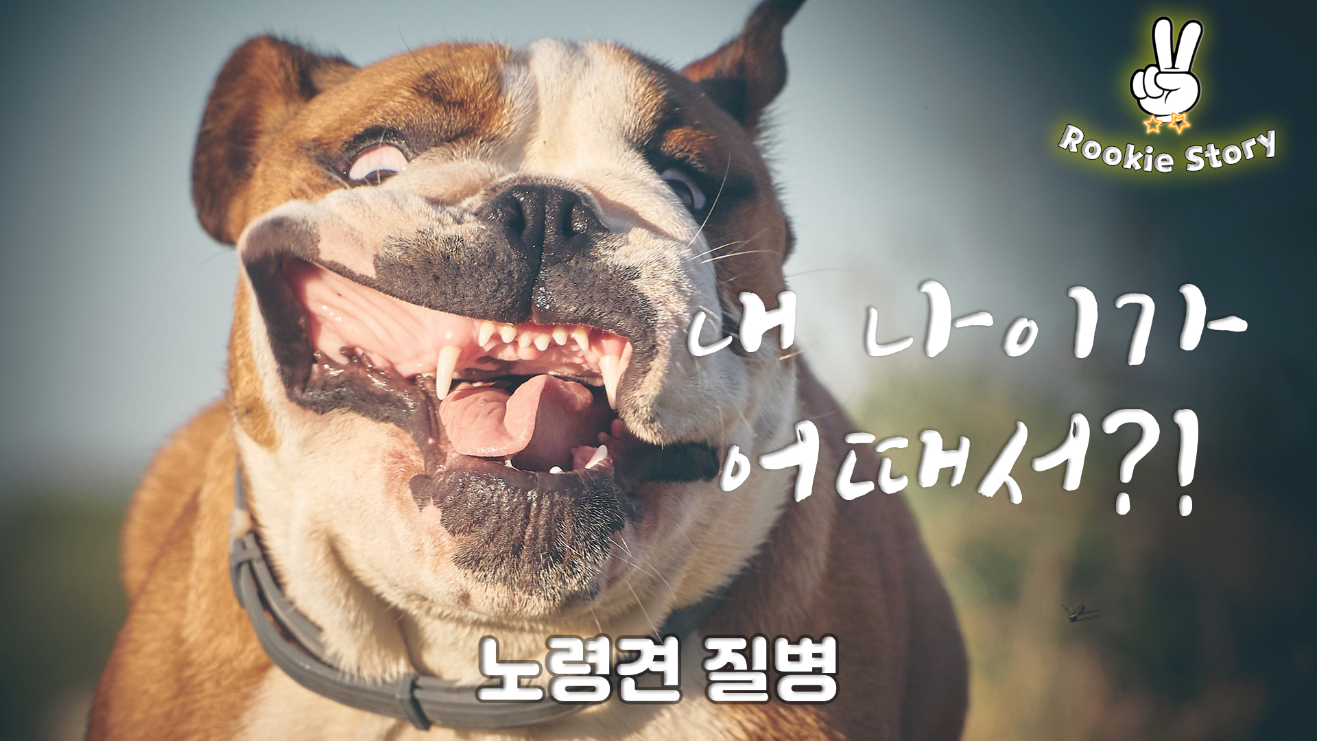  노령견 강아지에게서 나타나는 질병