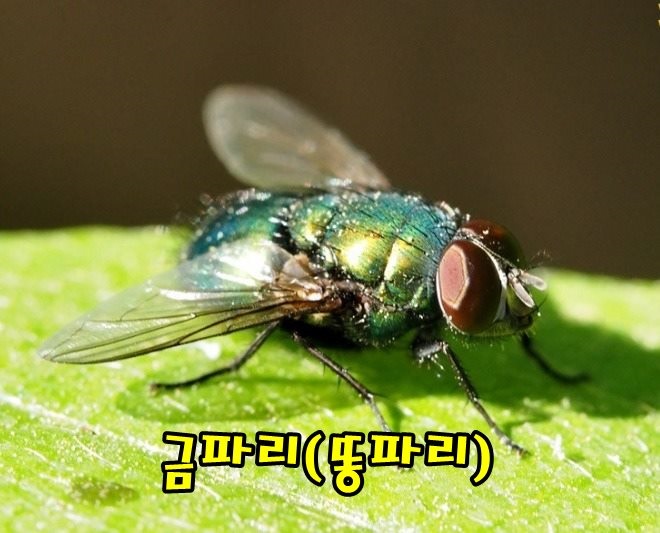  금파리(똥파리) 연구;짝짓기,특징,위생곤충,승저증,수컷을잡아먹는암컷.