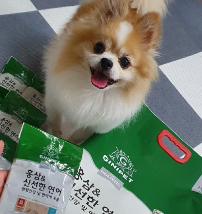  [내돈내산]정관장 지니펫 홍삼 사료 홀리스틱 연어