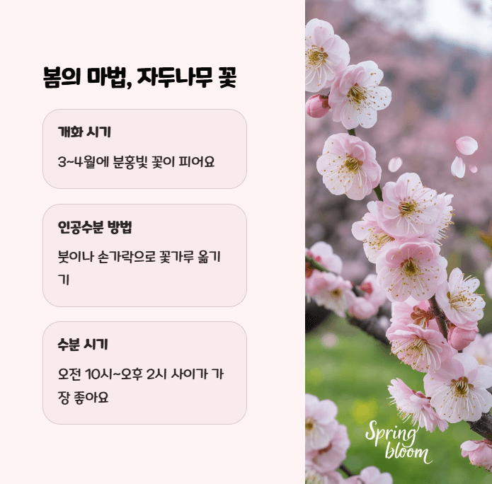 자두나무 꽃