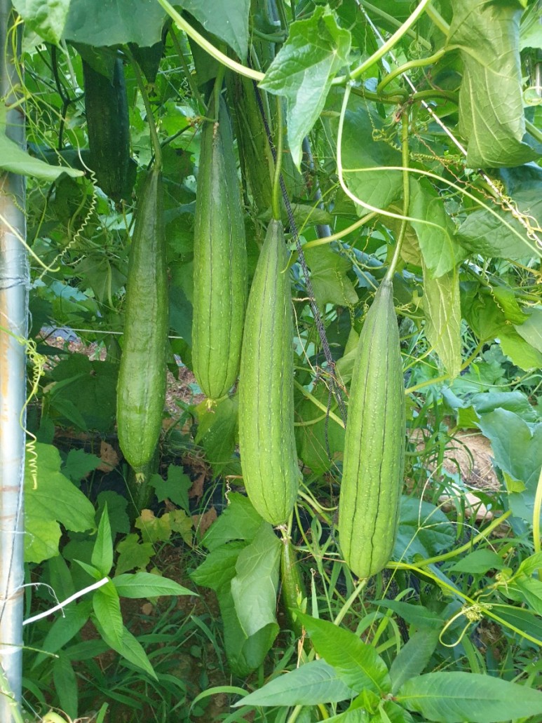 수세미 차코로나시대에 관심받고있는 18