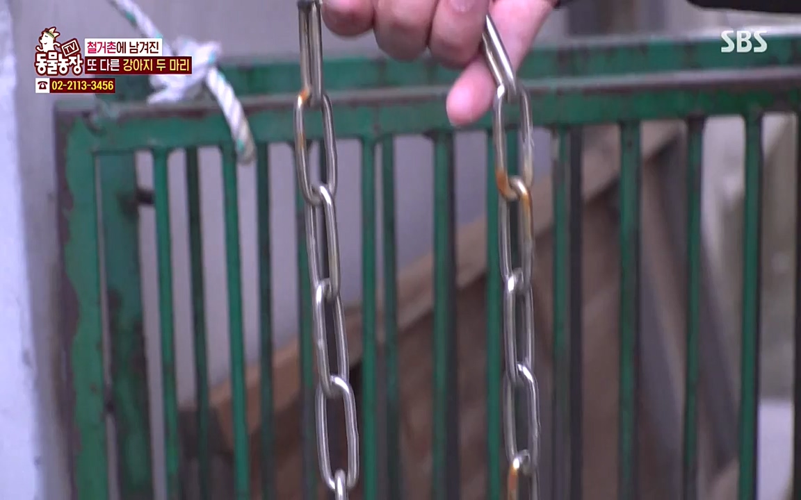 TV 동물농장.E1065.220418p-NEXT.mp4_20220417_181313.170.jpg