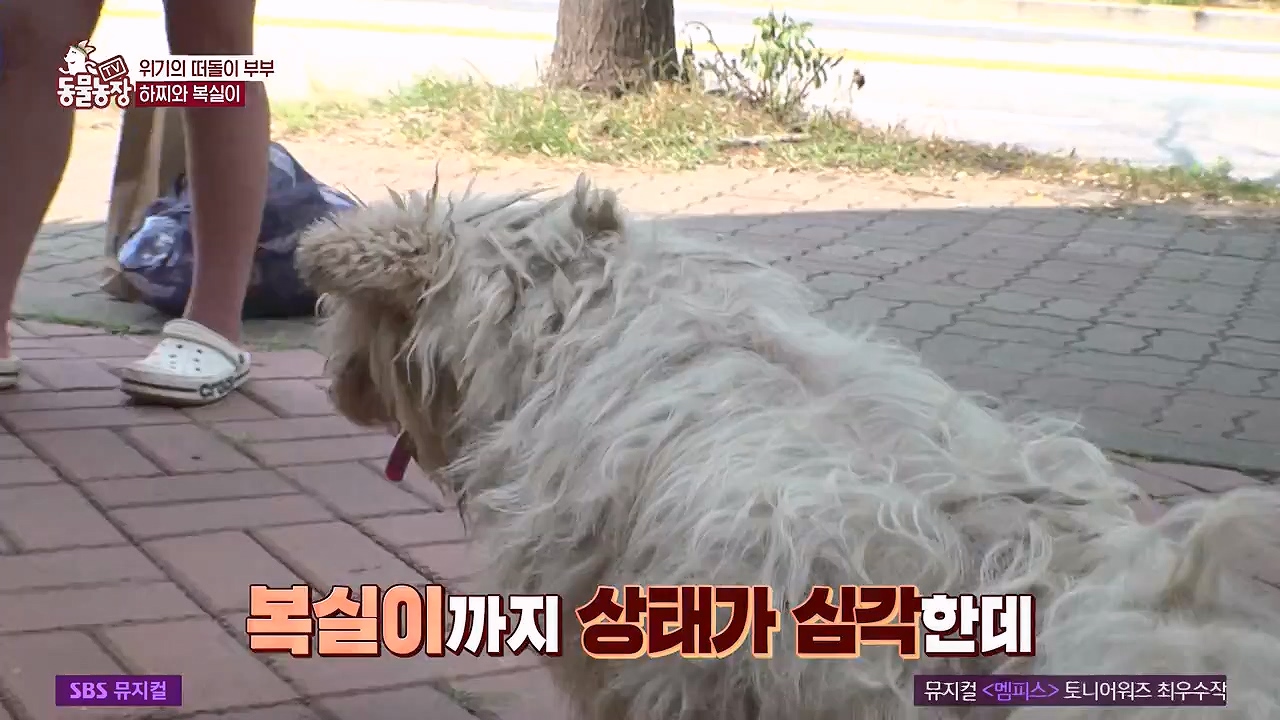 TV 동물농장.E1138.230918p-NEXT.mp4_20230917_174229.273.jpg