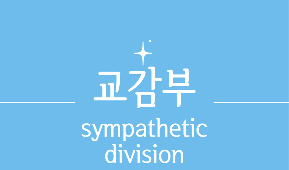 '교감부(sympathetic division)'