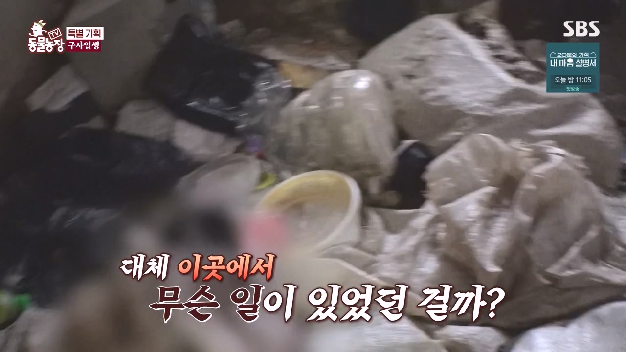 TV 동물농장.E1171.240513p-NEXT.mp4_20240512_163342.270.jpg