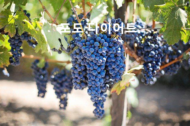  포도의 종류별 칼로리와 당질량