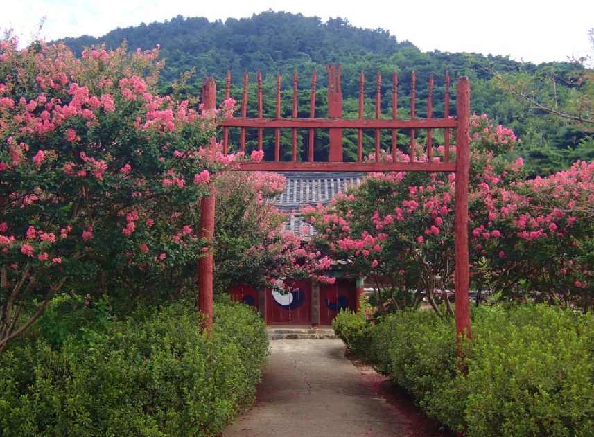명재고택 배롱나무1
