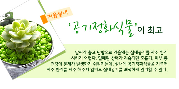  실내 공기정화식물 종류