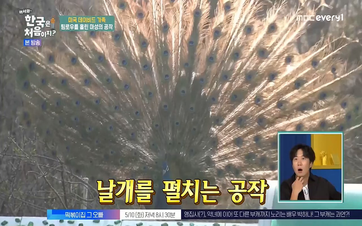 어서와 한국은 처음이지 시즌2.E209.220506p-NEXT.mp4_20220506_182317.986.jpg