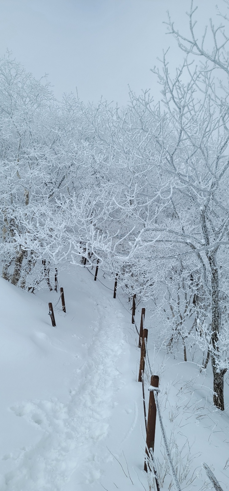 겨울 소백산 등산로