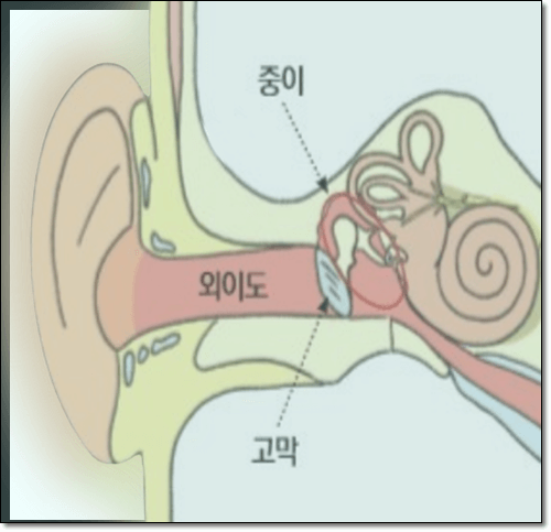 귀 구조 및 고막 위치