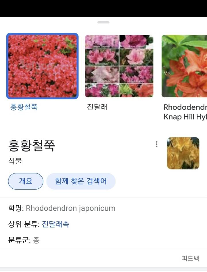 구글렌즈-꽃검색-홍황철쭉-세부정보