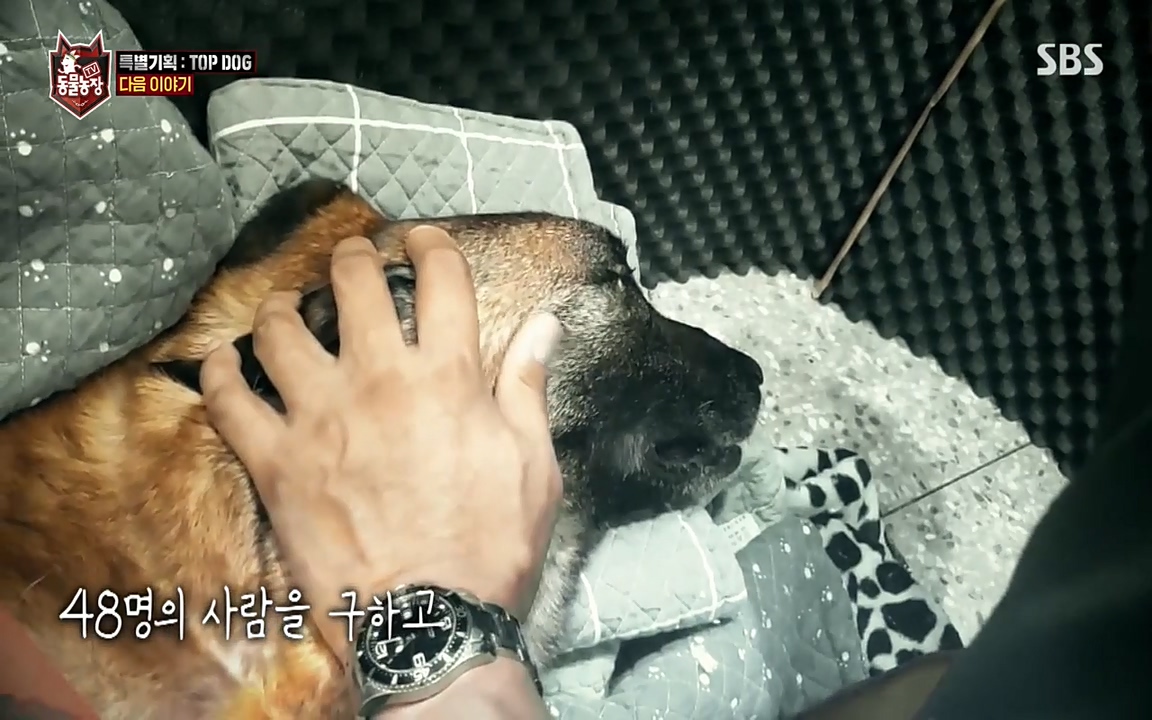 TV 동물농장.E1085.220905p-NEXT.mp4_20220904_173343.983.jpg