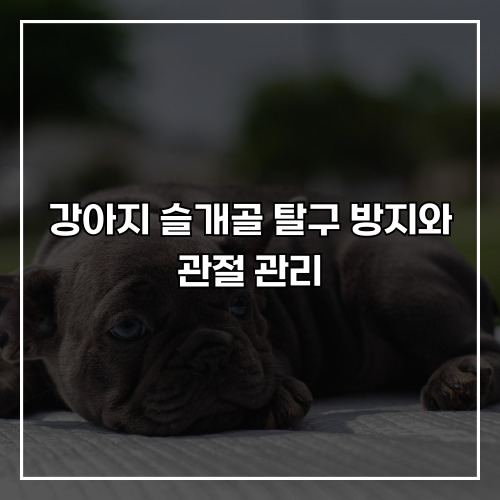 강아지 슬개골 탈구 방지와 관절 관리, 이렇게 하면 좋아요