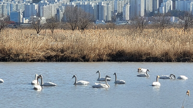 고니(백조)떼가 물위에 떠 있다. 뒤로는 갈대밭이 보인다.