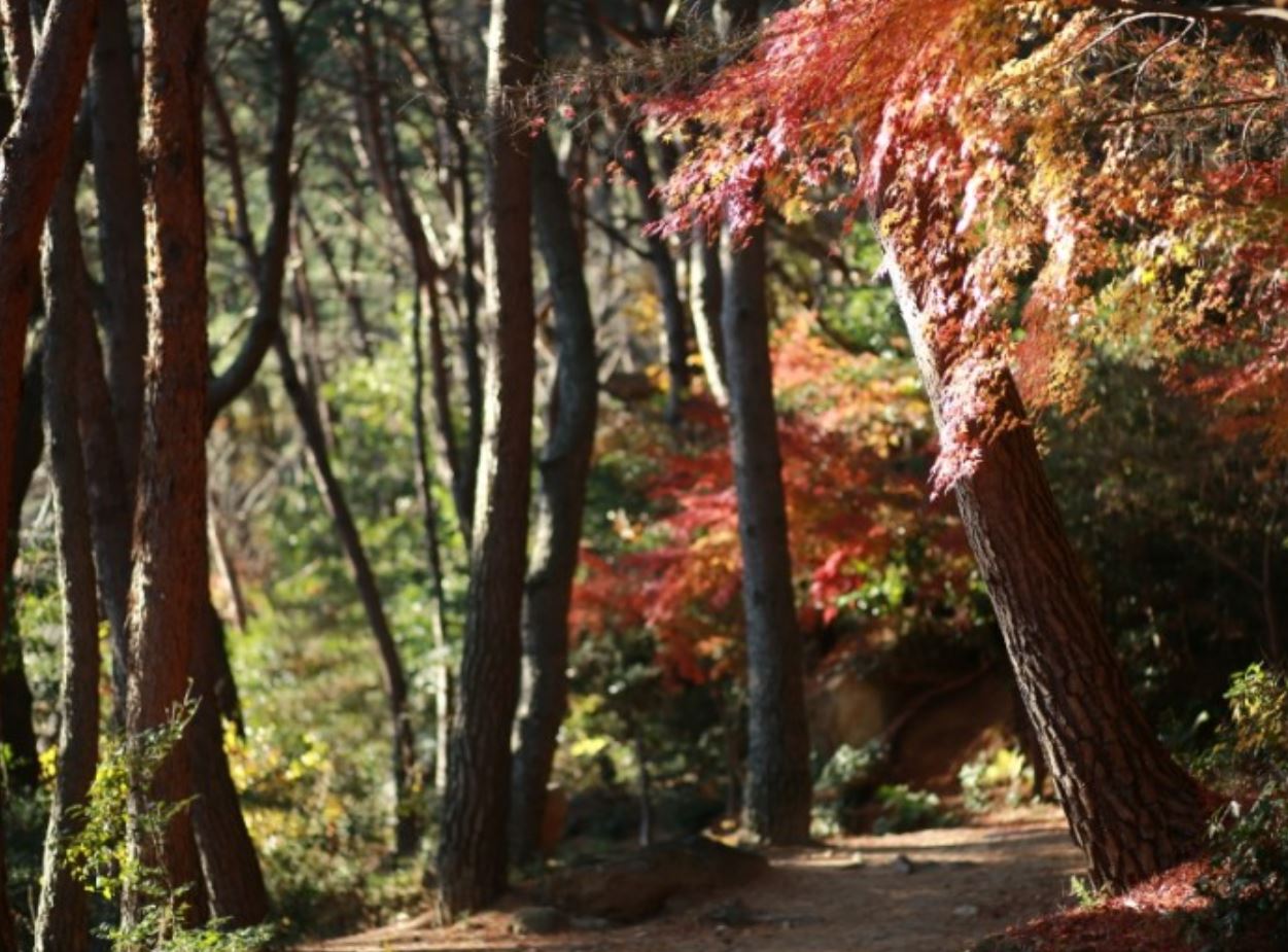 금강공원