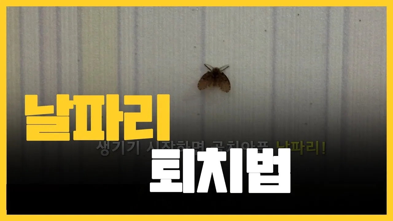날파리 퇴치법 트랩 끈끈이_5