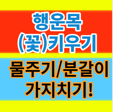  행운목 꽃 키우기 물주기 가지치기 분갈이에 대해서 알아보자