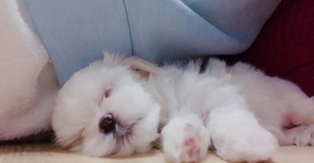  잘때가 제일 예쁜 개 모찌
