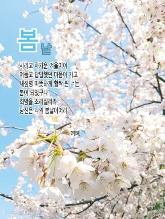 봄 시 모음 이해인 나태주 명시 모음_16