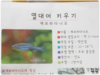 제브라다니오 키우기 출산징후 수명 물갈이법 먹이 횟수 물온도_6
