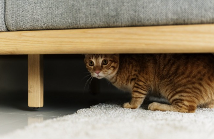 소파 밑에 숨어있는 고양이.