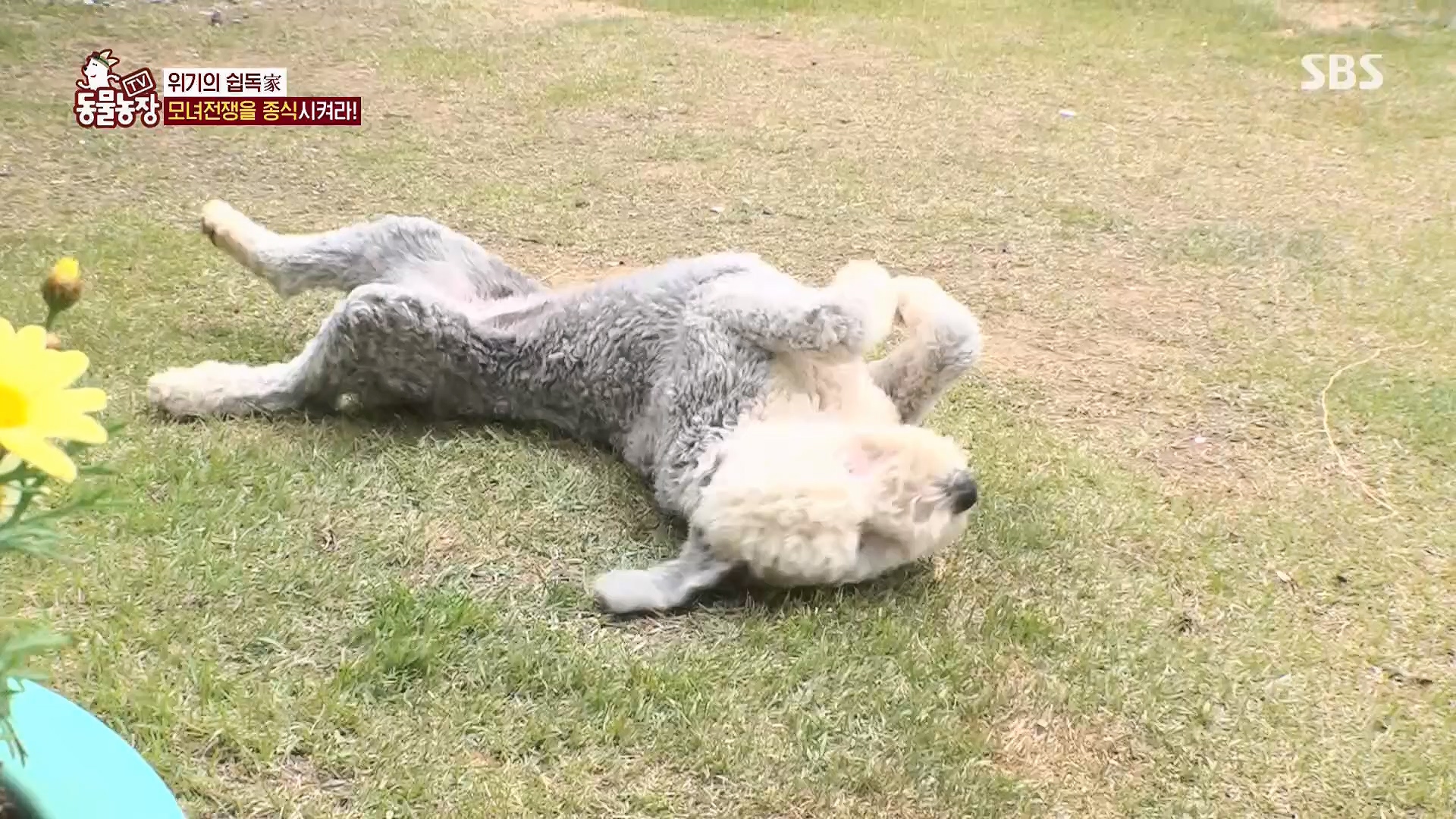 TV 동물농장.E1120.230514p.H264-F1RST.mp4_20230515_203531.041.jpg