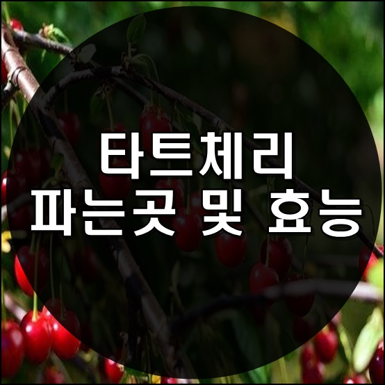  타트체리 파는곳 및 효능