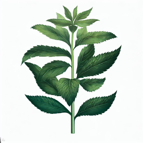  달콤한 혁명: 스테비아(Stevia)와 탁월한 건강 효능