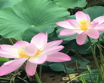 세미원 연꽃축제&amp;#44; 연꽃문화제_11