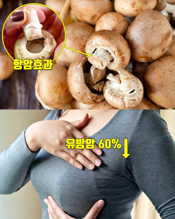 버섯 밑둥 효능 유방암, 암이 최고 싫어하는 채소 끝 부위,건강 팁줌 매일꿀정보