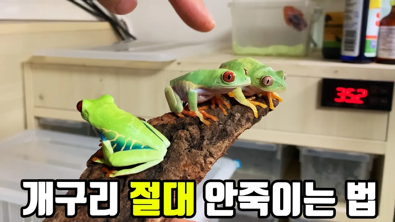 개구리 가격 키우기 분양 수명 먹이 성격 종류_5