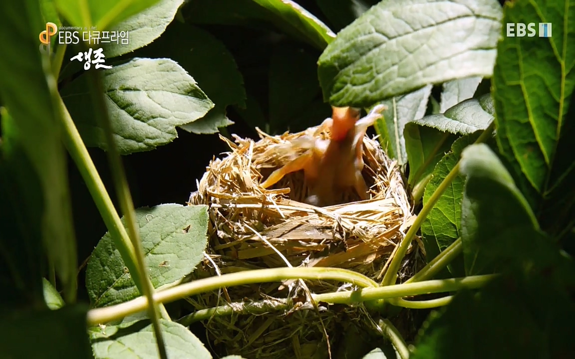 생존 3부_ EBS 다큐프라임_ 220629.avi_20220701_204702.043.jpg