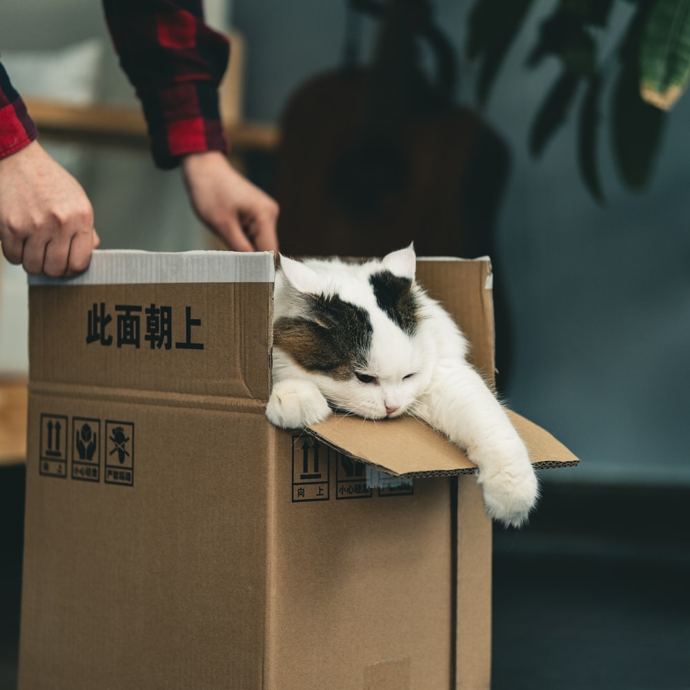 고양이 꿈해몽 태몽 34가지