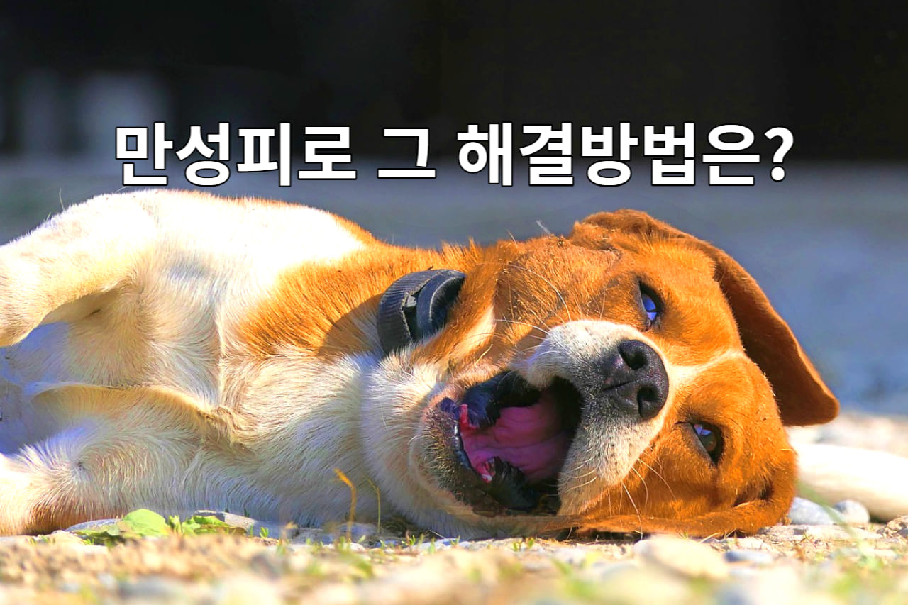 만성 피로