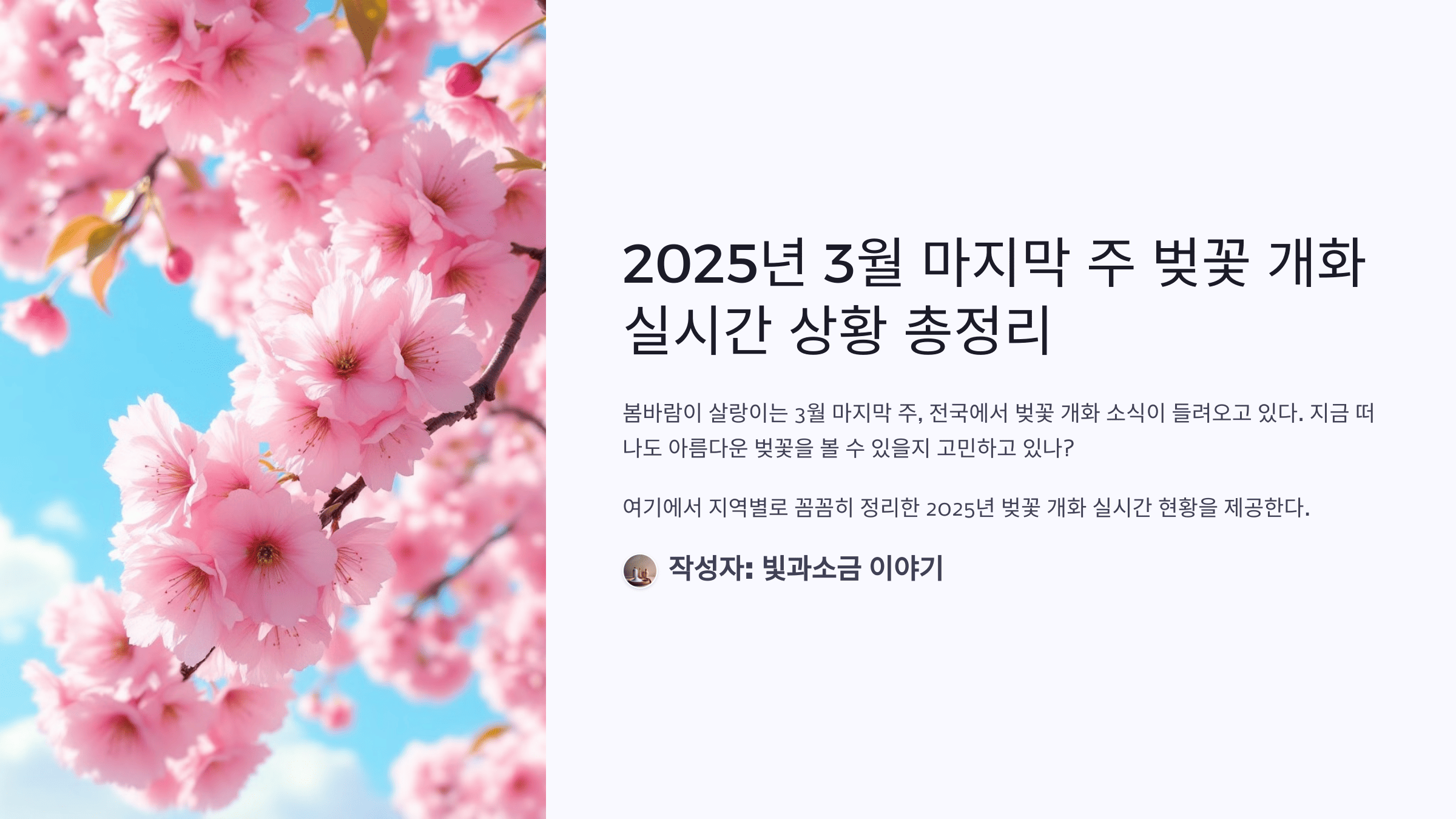 2025년 3월 마지막 주 벚꽃 개화 실시간 상황 총정리