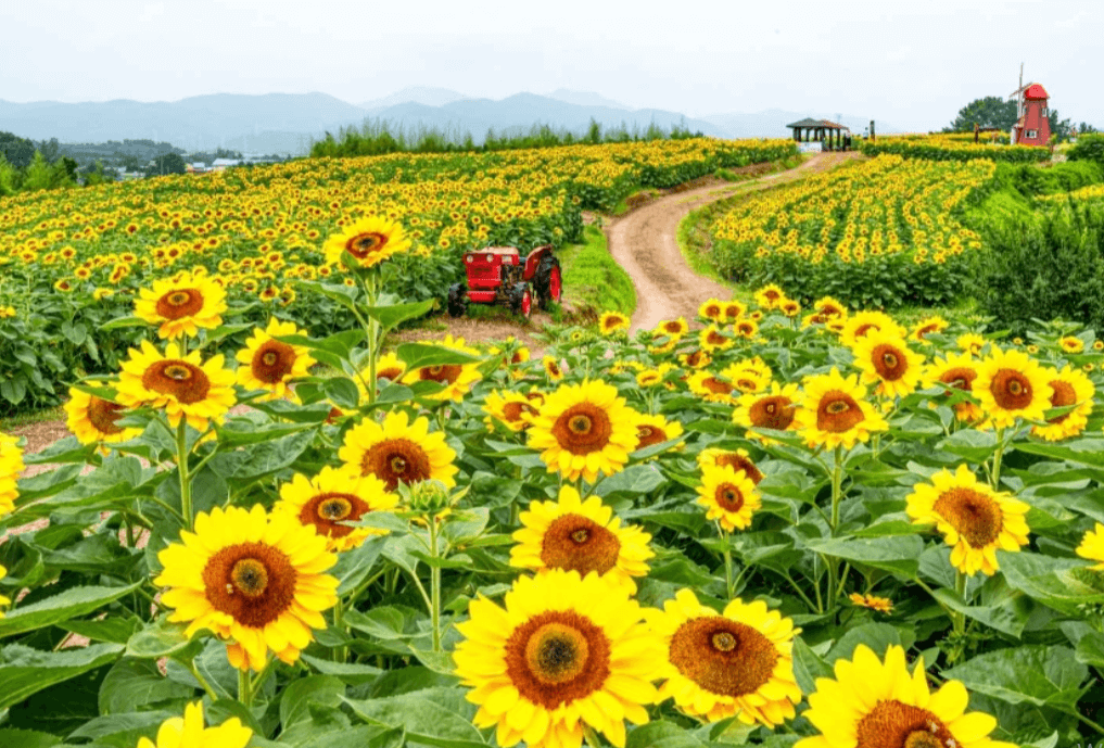 강주 해바라기 축제 