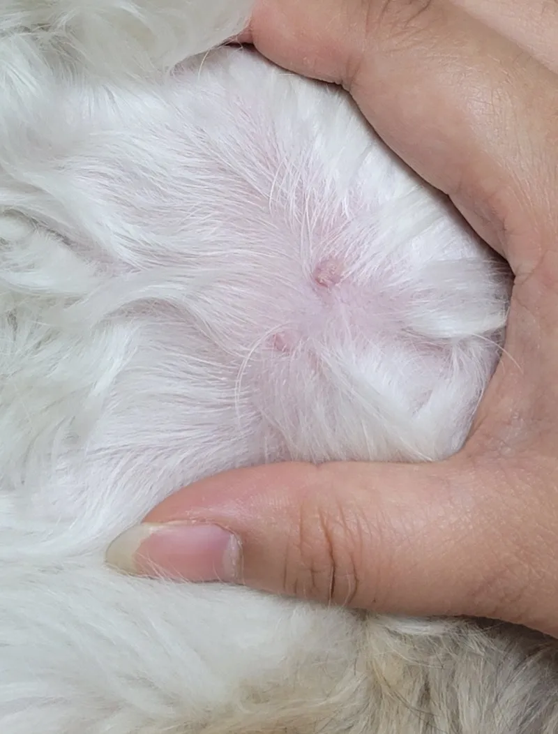 강아지 쥐젖 사마귀 지방종 증상 치료법_2