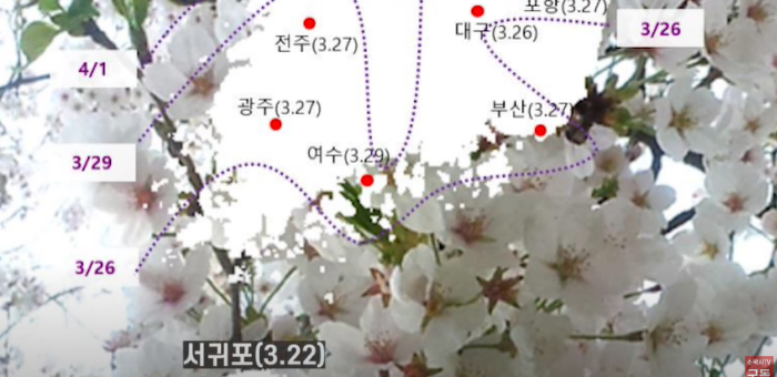 2023-봄꽃-벚꽃-개화시기-예측-예보-지도-모습