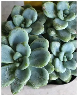 오로라 블루