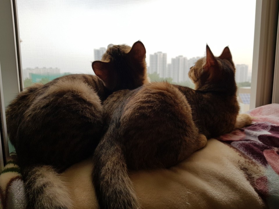  단계별 고양이 합사 방법, 이렇게만 하세요!